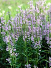 Physostegia virginiana Galadriel - Cataleptique