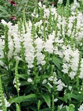 Physostegia virginiana Miss Manners - Cataleptique