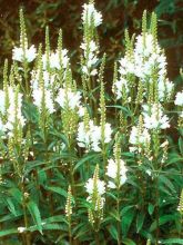 Physostegia virginiana Summer Snow - Cataleptique blanche