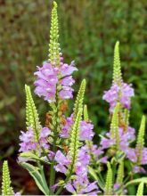 Physostegia virginiana Variegata - Cataleptique panachée