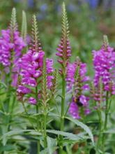 Physostegia virginiana Vivid - Cataleptique