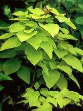 Catalpa bignonioides Aurea - Catalpa doré