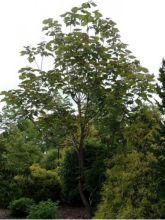 Catalpa erubescens Purpurea - Catalpa pourpre