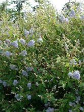 Céanothe Gloire de Versailles - Lilas de Californie