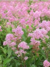 Céanothe pallidus Marie Rose® - Lilas de Californie