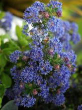 Céanothe impressus Puget blue - Lilas de Californie