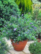 Céanothe, Lilas de Californie 'Blue Diamond'®