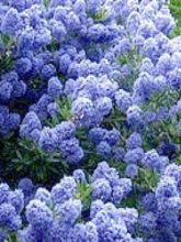 Ceanothus (x) Blue Mound