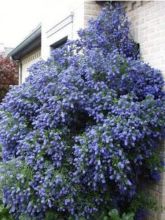 Ceanothus arboreus Concha - Lilas de Californie