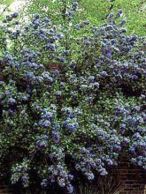 Céanothe arboreus Trewithen Blue