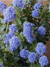 Céanothe, Lilas de Californie 'Victoria'