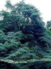 Cèdre bleu de l'Atlas - Cedrus libani Glauca