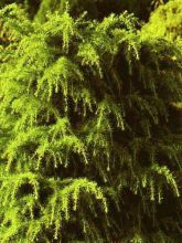 Cedrus deodara Aurea - Cèdre de l'Himalaya doré