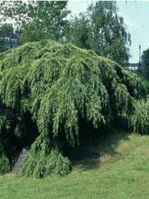 Cèdre de l'Himalaya Pendula - Cedrus deodara