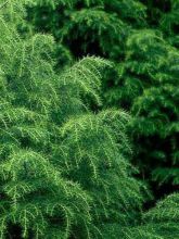 Cryptomeria japonica Elegans Viridis