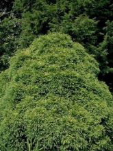 Cèdre du Japon Globosa Nana - Cryptomeria japonica