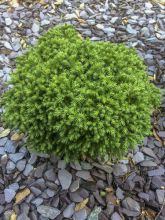 Cryptomeria japonica Green Pearl