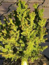 Cryptomeria japonica Vilmorin Gold.