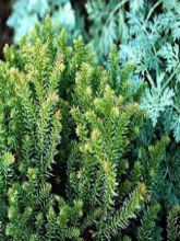 Cryptomeria japonica Vilmoriniana