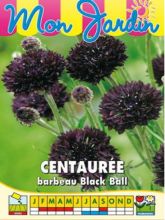 Graines de Centaurée Black Ball - Centaurea cyanus