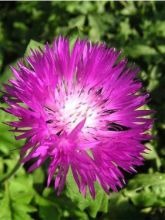 Centaurea dealbata Steenbergii - Centaurée de Perse