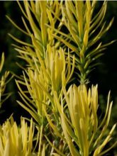 Cephalotaxus harringtonia Korean Gold - Pin japonais à queue de vache       