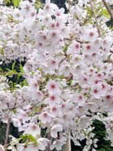 Cerisier à fleurs - Prunus yedoensis