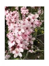 Prunier myrobolan - Prunus cerasifera Pissardii