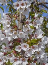 Cerisier à fleurs pleureur - Prunus yedoensis Shidare Yoshino