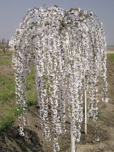 Cerisier à fleurs - Prunus Snow Fountains