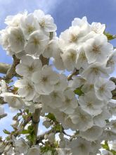 Cerisier à fleurs - Prunus Umineko