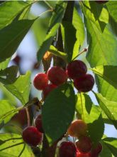 Cerisier Bigarreau Summit - Prunus avium