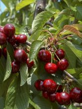 Cerisier - Prunus cerasus Shangai