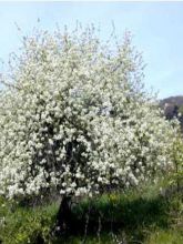 Prunus mahaleb - Bois de sainte Lucie