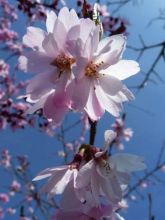 Cerisier à fleurs d'automne - Prunus x subhirtella  Autumnalis Rosea