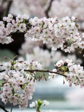 Cerisier à fleurs du Japon - Prunus nipponica Brillant