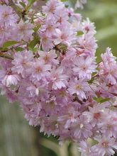 Cerisier à fleurs du Japon - Prunus x subhirtella Fukubana