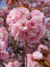 Cerisier à fleurs du Japon - Prunus serrulata Kanzan