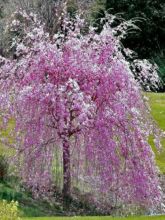 Cerisier à fleurs pleureur du Japon - Prunus serrulata Kiku-Shidare-Zakura