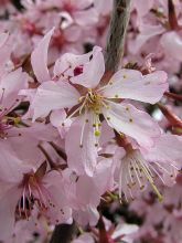 Cerisier à fleurs des Iles Kouriles -Prunus  nipponica var. kurilensis Ruby