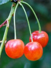 Cerisier Griottier Griotte de Montmorency - Prunus cerasus