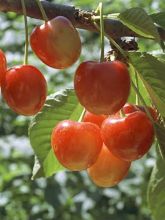 Cerisier - Prunus cerasus Rainier