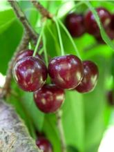 Cerisier Bigarreau Tardif de Vignola - Prunus cerasus