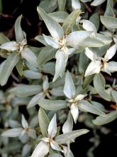 Elaeagnus commutata Zempin - Chalef argenté