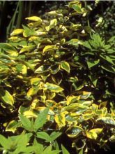 Elaeagnus ebb. Gilt Edge