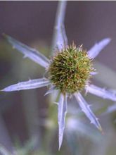 Chardon bleu, Panicaut à feuilles planes 'Blauer Zwerg'