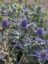 Eryngium planum Blue Hobbit