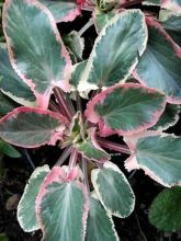 Eryngium planum Jade Frost - Panicaut à feuilles planes panachées