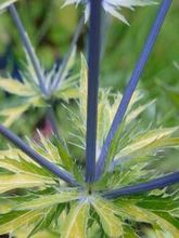 Chardon bleu, Panicaut à feuilles planes 'Neptune's Gold'