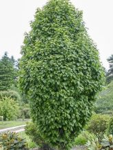 Carpinus betulus Monumentalis - Charme commun